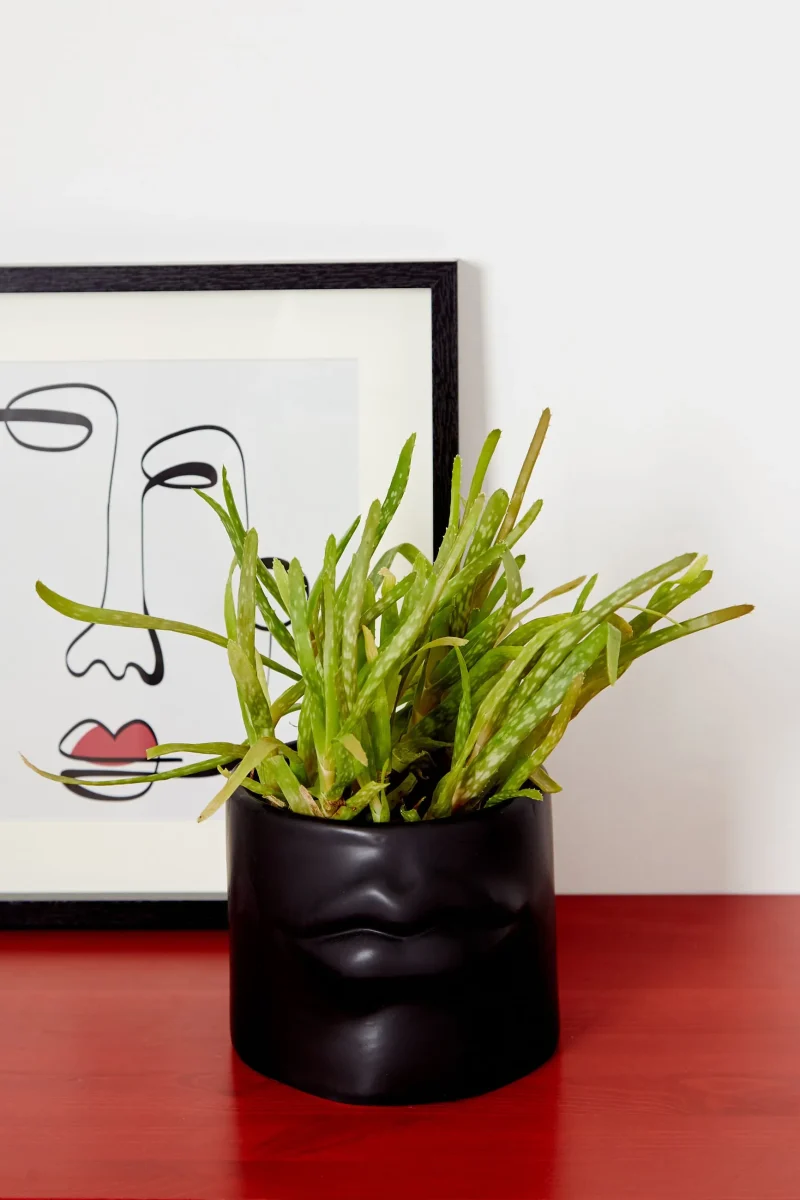 black relief lips planter scaled