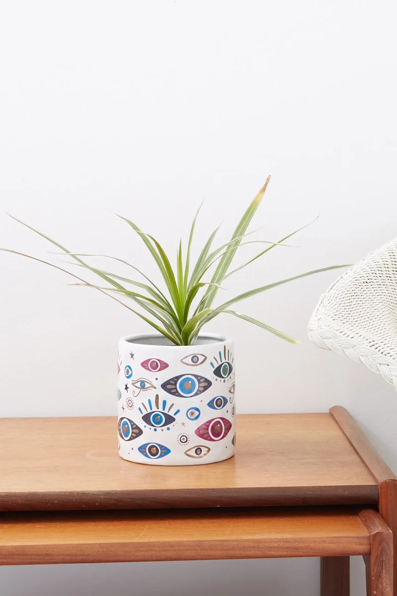 eye shaped succulent planter scaled