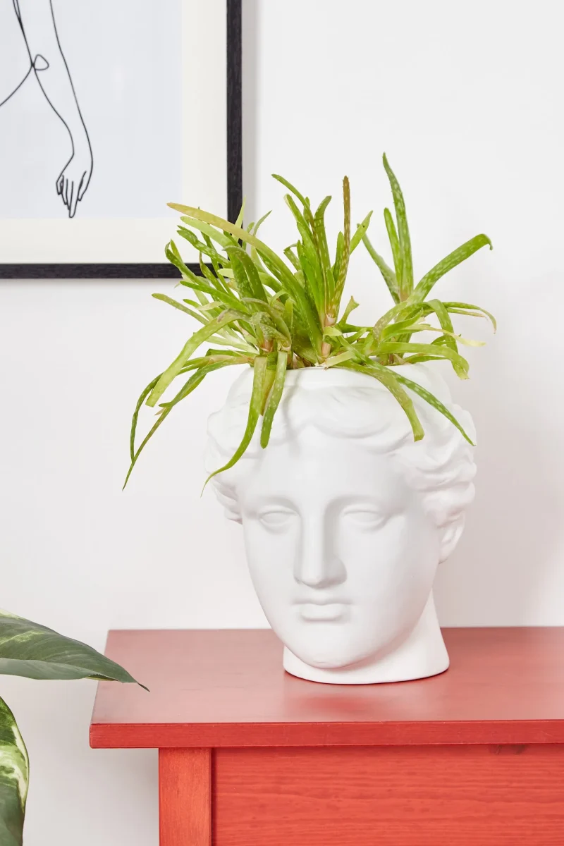 white large venus head planter scaled